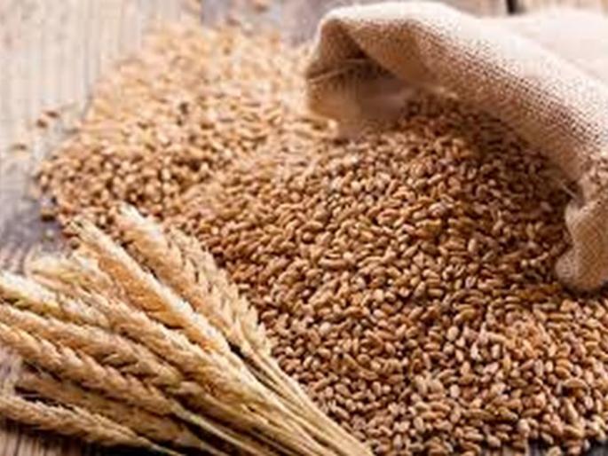 Rabi seed shortage in Buldana district! | बुलडाणा जिल्ह्यात रब्बी बियाण्यांचा तुटवडा! Rabi seed shortage in Buldana district! | बुलडाणा जिल्ह्यात रब्बी बियाण्यांचा तुटवडा!