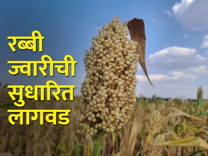 How to cultivate rabbi sorghum in improved method? | रब्बी ज्वारीची सुधारित पद्धतीने लागवड कशी करावी? How to cultivate rabbi sorghum in improved method? | रब्बी ज्वारीची सुधारित पद्धतीने लागवड कशी करावी?