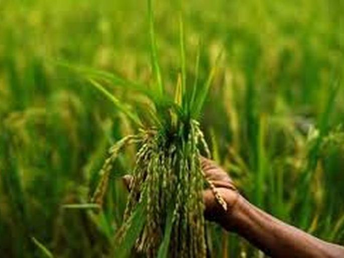 In Buldana district, sowing of rabbis will be done on 2.5 lakh hectares | बुलडाणा जिल्ह्यात रब्बीचा पेरा जाणार अडीच लाख हेक्टरवर In Buldana district, sowing of rabbis will be done on 2.5 lakh hectares | बुलडाणा जिल्ह्यात रब्बीचा पेरा जाणार अडीच लाख हेक्टरवर