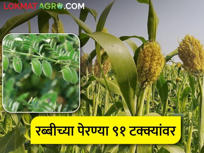 In the rabi area of the state gram increased, jowar decreased | राज्यातील रब्बी क्षेत्रात हरभरा वाढला, ज्वारी घटली
