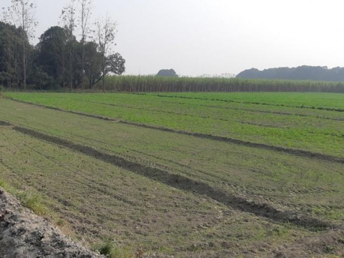 Rabi sowing only 32 percent! Hit by return rains pune latest news maharashtra | Maharashtra: खायचे तरी काय? रब्बीची पेरणी केवळ ३२ टक्केच! परतीच्या पावसाने ओढ दिल्याने फटका Rabi sowing only 32 percent! Hit by return rains pune latest news maharashtra | Maharashtra: खायचे तरी काय? रब्बीची पेरणी केवळ ३२ टक्केच! परतीच्या पावसाने ओढ दिल्याने फटका