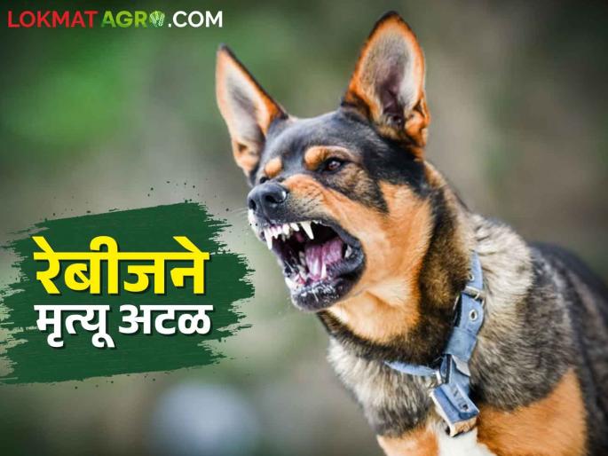 Can rabies occur if an infected dog bites an livestock? | Rabies पिसाळलेला कुत्रा जनावरांना चावला तर काय होऊ शकते? Can rabies occur if an infected dog bites an livestock? | Rabies पिसाळलेला कुत्रा जनावरांना चावला तर काय होऊ शकते?