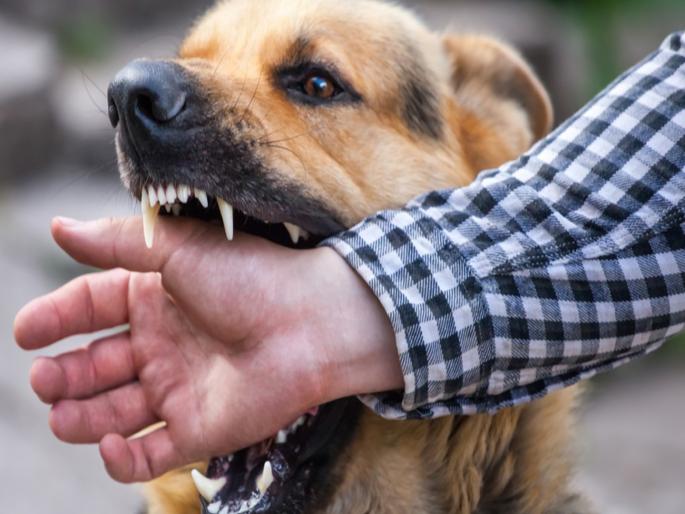 Mumbai to be rabies-free by 2030; Municipal Corporation vows to create public awareness | २०३० पर्यंत मुंबई रेबिजमुक्त करणार; पालिकेचा संकल्प, जनजागृती करणार
