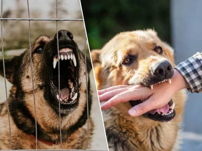 Do rabies patients bark like dogs facts Neurological symptoms of rabies in humans Why do rabies patients make barking sounds Rabies vs Myth: Scientific explanation | कुत्रा चावल्यानं रेबिज झाल्यावर माणूस खरंच कुत्र्यासारखा भुंकतो-वागतो? न्यूरॉलॉजिस्टने सांगितलं ओरडण्याचं कारण.. Do rabies patients bark like dogs facts Neurological symptoms of rabies in humans Why do rabies patients make barking sounds Rabies vs Myth: Scientific explanation | कुत्रा चावल्यानं रेबिज झाल्यावर माणूस खरंच कुत्र्यासारखा भुंकतो-वागतो? न्यूरॉलॉजिस्टने सांगितलं ओरडण्याचं कारण..