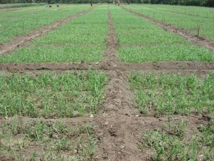 Sowing rabbis in Buldana district for ten percent area | बुलडाणा जिल्ह्यात दहा टक्के क्षेत्रावर रब्बी पेरण्या Sowing rabbis in Buldana district for ten percent area | बुलडाणा जिल्ह्यात दहा टक्के क्षेत्रावर रब्बी पेरण्या