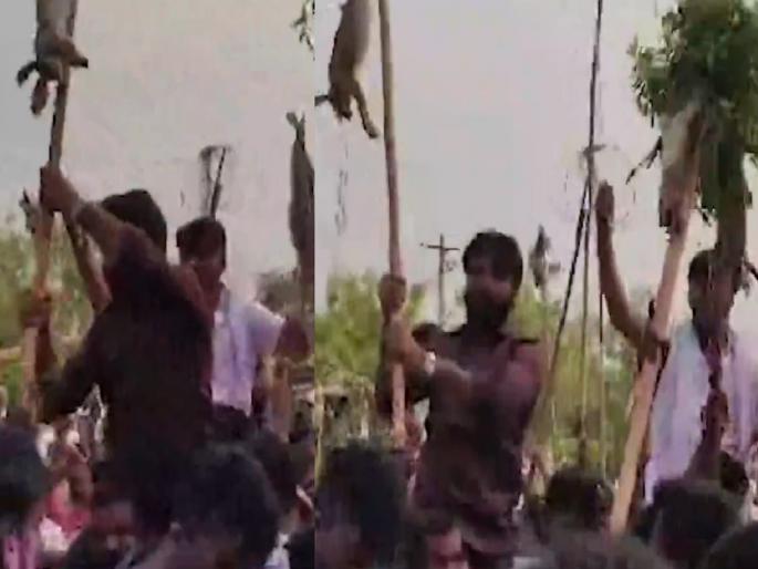 Karnataka Raichur news, congress mla's son hunted rabbits in the name of tradition, 30 people booked | परंपरेच्या नावाखाली जंगली सशांची शिकार, काँग्रेस आमदाराच्या मुलासह 30 जणांवर गुन्हा दाखल