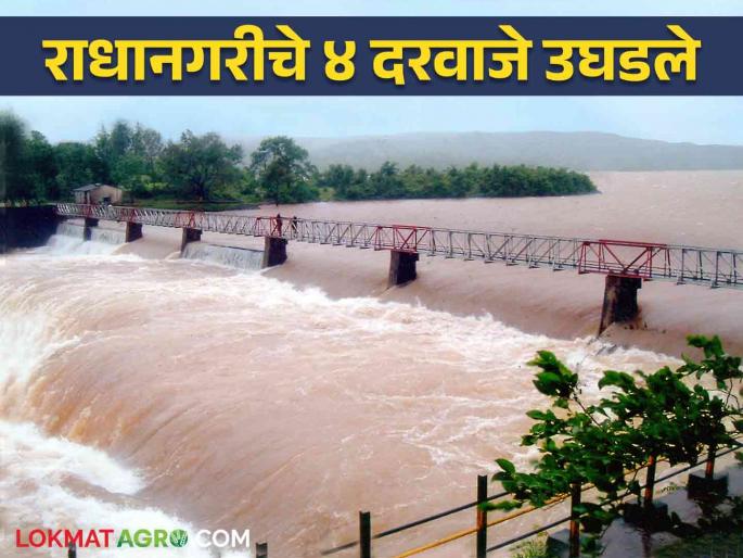 Radhanagari Dam Water Level : Heavy rains in Kolhapur again opened four gates of Radhanagari Dam | Radhanagari Dam Water Level : कोल्हापुरात पुन्हा दमदार पाऊस राधानगरी धरणाचे चार दरवाजे उघडले Radhanagari Dam Water Level : Heavy rains in Kolhapur again opened four gates of Radhanagari Dam | Radhanagari Dam Water Level : कोल्हापुरात पुन्हा दमदार पाऊस राधानगरी धरणाचे चार दरवाजे उघडले