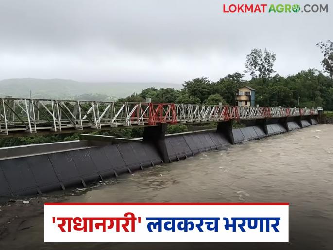Radhanagari Dam : Heavy rain in Radhanagari dam area; Water level of the dam increases significantly | Radhanagari Dam : राधानगरी धरणक्षेत्रात जोरदार पाऊस; धरणाच्या पाणी पातळीत मोठी वाढ Radhanagari Dam : Heavy rain in Radhanagari dam area; Water level of the dam increases significantly | Radhanagari Dam : राधानगरी धरणक्षेत्रात जोरदार पाऊस; धरणाच्या पाणी पातळीत मोठी वाढ