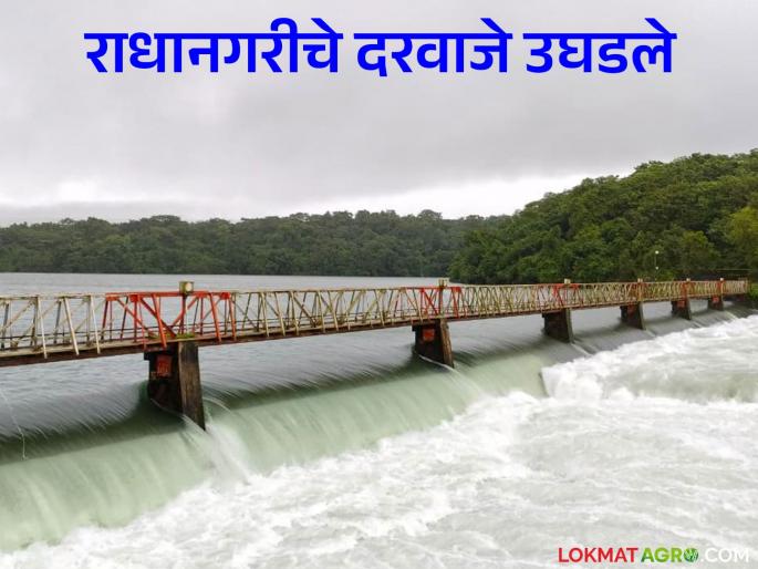 Radhanagari Dam Water : Heavy rain on the ghat; Two gates of Radhanagari Dam open | Radhanagari Dam Water : घाटावर मुसळधार पाऊस; राधानगरी धरणाचे दोन दरवाजे खुले