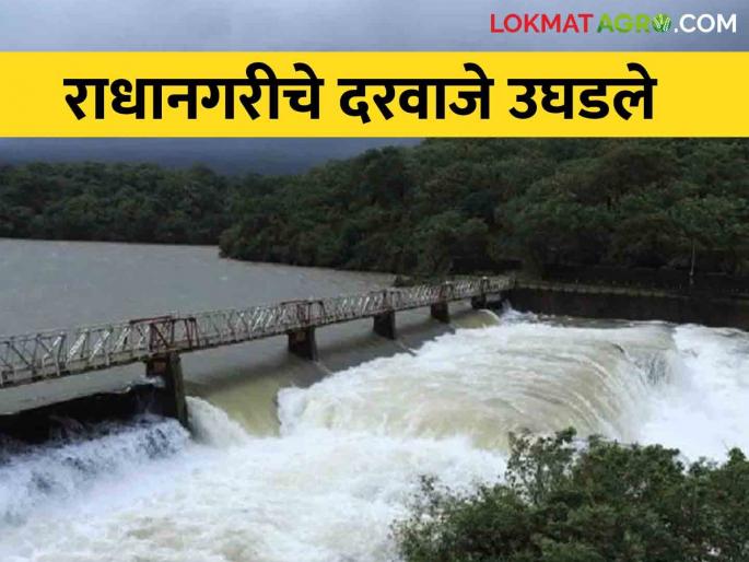 Radhanagri Dam : The gates of Radhanagri Dam opened third time due to heavy rain | Radhanagri Dam : राधानगरीचे दरवाजे तिसऱ्यांदा उघडले जोरदार पावसाने पाणी पाणी Radhanagri Dam : The gates of Radhanagri Dam opened third time due to heavy rain | Radhanagri Dam : राधानगरीचे दरवाजे तिसऱ्यांदा उघडले जोरदार पावसाने पाणी पाणी