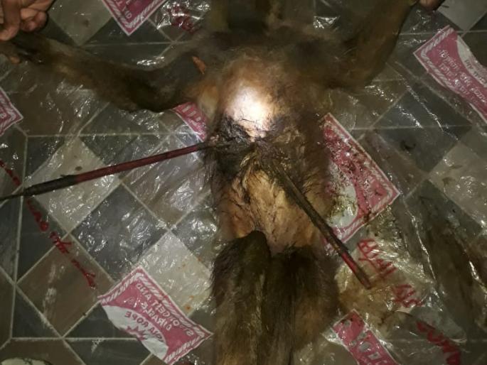 In the end, the arrow killed the innocent monkey, and the forest department's efforts were in vain | अखेर त्या बाणाने घेतला निष्पाप माकडाचा बळी, वनखात्याचे प्रयत्न निष्फळ In the end, the arrow killed the innocent monkey, and the forest department's efforts were in vain | अखेर त्या बाणाने घेतला निष्पाप माकडाचा बळी, वनखात्याचे प्रयत्न निष्फळ