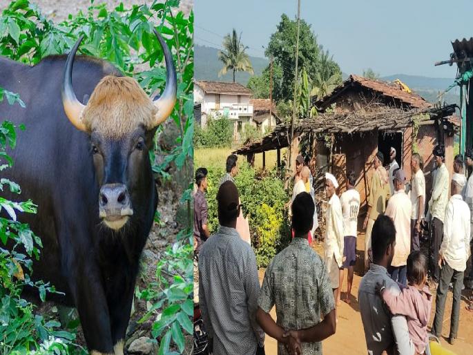 gaur stampede in Pilarwadi Radhanagari Buffalo attacked | Kolhapur: राधानगरीतील पिलारवाडीत गव्याचा धुडगूस; म्हशीवर हल्ला, तिघे बचावले