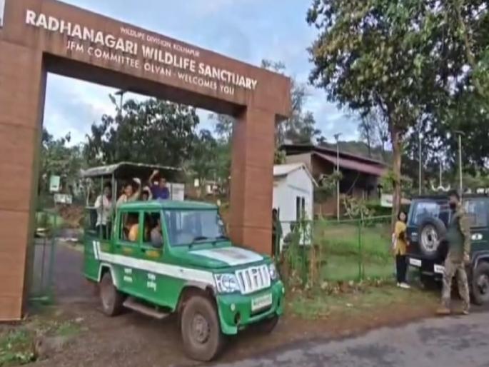Dajipur Jungle Safari opens for tourists, tourist crowded due to Diwali holidays in kolhapur | Kolhapur: दाजीपूर जंगल सफारी पर्यटकांसाठी खुली, दिवाळी सुट्ट्यांमुळे पर्यटनस्थळे गजबजली Dajipur Jungle Safari opens for tourists, tourist crowded due to Diwali holidays in kolhapur | Kolhapur: दाजीपूर जंगल सफारी पर्यटकांसाठी खुली, दिवाळी सुट्ट्यांमुळे पर्यटनस्थळे गजबजली