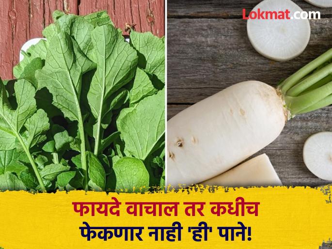 Health benefits of eating radish leaves in winter control diabetes and blood pressure | कचरा समजून फेकता का मूळ्याची पाने? फायदे वाचाल तर असं कधीच करणार नाही! Health benefits of eating radish leaves in winter control diabetes and blood pressure | कचरा समजून फेकता का मूळ्याची पाने? फायदे वाचाल तर असं कधीच करणार नाही!