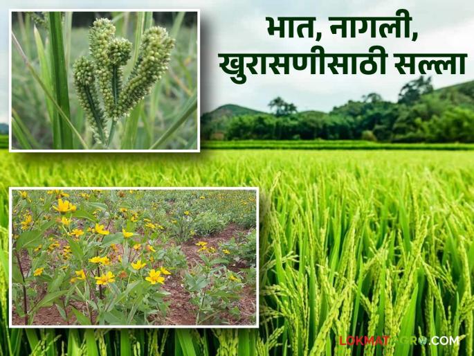 Latest News Agriculture News how to manage of rice, nagli, khurasani crop Know in detail  | Paddy, Ragi Crops : भात, नागली, खुरासणी पिकाची अशी घ्या काळजी? जाणून घ्या सविस्तर  Latest News Agriculture News how to manage of rice, nagli, khurasani crop Know in detail  | Paddy, Ragi Crops : भात, नागली, खुरासणी पिकाची अशी घ्या काळजी? जाणून घ्या सविस्तर