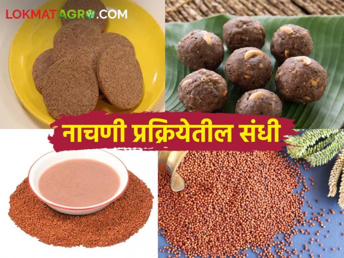 How to make nutritious processed food from ragi | Ragi Processing नाचणी पासून कसे कराल पौष्टिक प्रक्रियायुक्त पदार्थ How to make nutritious processed food from ragi | Ragi Processing नाचणी पासून कसे कराल पौष्टिक प्रक्रियायुक्त पदार्थ