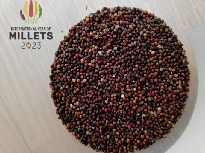 The Department of Food and Public Distribution will procure other small millets along with finger millet | अन्न आणि सार्वजनिक वितरण विभाग नाचणी बरोबर इतर मिलेटही खरेदी करणार The Department of Food and Public Distribution will procure other small millets along with finger millet | अन्न आणि सार्वजनिक वितरण विभाग नाचणी बरोबर इतर मिलेटही खरेदी करणार