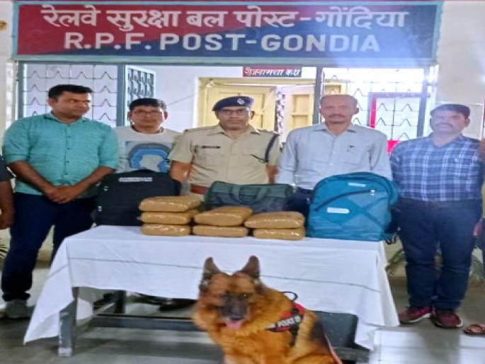 about 3 lakh ganja seized from howrah ahmedabad express action taken by railway security force | हावडा-अहमदाबाद एक्सप्रेसमधून ३ लाखाचा गांजा जप्त; रेल्वे सुरक्षा बलाची कारवाई about 3 lakh ganja seized from howrah ahmedabad express action taken by railway security force | हावडा-अहमदाबाद एक्सप्रेसमधून ३ लाखाचा गांजा जप्त; रेल्वे सुरक्षा बलाची कारवाई
