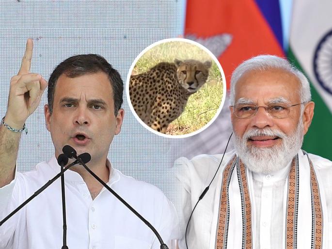 congress leader rahul gandhi tweet on national unemployment day ask bjp why 16 crore jobs not come in 8 years | आठ चित्ते तर आले, पण आठ वर्षांत १६ कोटी रोजगार का नाही आले?, राहुल गांधींचा मोदींवर निशाणा congress leader rahul gandhi tweet on national unemployment day ask bjp why 16 crore jobs not come in 8 years | आठ चित्ते तर आले, पण आठ वर्षांत १६ कोटी रोजगार का नाही आले?, राहुल गांधींचा मोदींवर निशाणा