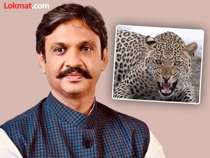 Concrete measures will have to be taken regarding leopard attacks on humans: Rahul Kul | बिबट्याच्या मानवावरील हल्ल्यांबाबत ठोस उपाय करावे लागणार : राहुल कुल Concrete measures will have to be taken regarding leopard attacks on humans: Rahul Kul | बिबट्याच्या मानवावरील हल्ल्यांबाबत ठोस उपाय करावे लागणार : राहुल कुल