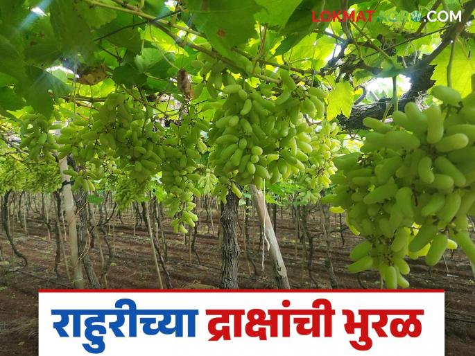 Draksh Bajar Bhav : Grape market prices are likely to remain stable from the beginning to the end this year; Read in detail | Draksh Bajar Bhav : यंदा सुरुवातीपासून शेवटपर्यंत द्राक्ष बाजारभाव टिकून राहण्याची शक्यता; वाचा सविस्तर Draksh Bajar Bhav : Grape market prices are likely to remain stable from the beginning to the end this year; Read in detail | Draksh Bajar Bhav : यंदा सुरुवातीपासून शेवटपर्यंत द्राक्ष बाजारभाव टिकून राहण्याची शक्यता; वाचा सविस्तर