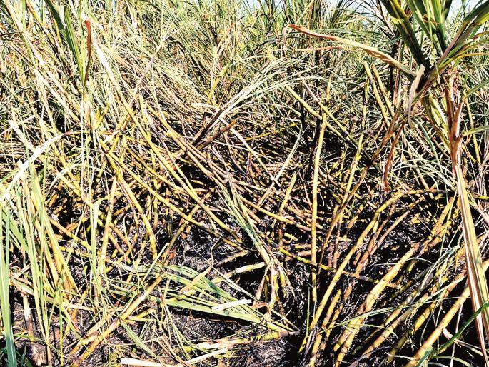 Due to the deficiency of MSEDCL, the 5 acres of sugarcane burned in Brahmini | महावितरणच्या हलगर्जीपणामुळे ब्राह्मणी येथे ५ एकरमधील ऊस जळाला Due to the deficiency of MSEDCL, the 5 acres of sugarcane burned in Brahmini | महावितरणच्या हलगर्जीपणामुळे ब्राह्मणी येथे ५ एकरमधील ऊस जळाला