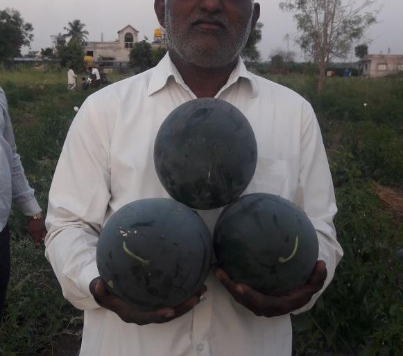 Organic watermelon on domestic basis | राहुरीत मल्चींगवर सेंद्रीय टरबूज