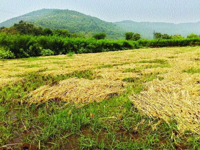 Paddy Harvest Damage by returning rain | परतीच्या पावसाने भातशेतीचे नुकसान