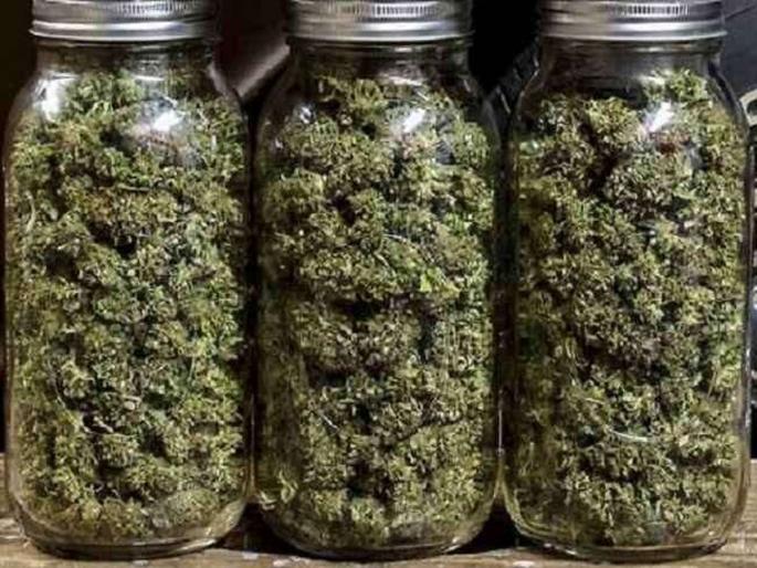 6 kg hashish seized from young man of Raigad | रायगडच्या तरुणाकडून ६ किलो चरस जप्त 6 kg hashish seized from young man of Raigad | रायगडच्या तरुणाकडून ६ किलो चरस जप्त