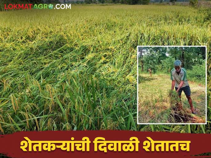 In Raigad district, the crop of 4000 hectares is in water due to the return of rain | रायगड जिल्ह्यात परतीच्या पावसाने चार हजार हेक्टरवरील पीक पाण्यात In Raigad district, the crop of 4000 hectares is in water due to the return of rain | रायगड जिल्ह्यात परतीच्या पावसाने चार हजार हेक्टरवरील पीक पाण्यात