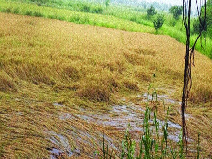 Disturbance of crores of crops in the district, loss of 30% of the crops of one lakh 10 thousand hectares | जिल्ह्यात कोट्यवधींच्या पिकाची नासाडी, एक लाख १० हजार हेक्टरपैकी तब्बल ३० टक्के पिकांचे नुकसान Disturbance of crores of crops in the district, loss of 30% of the crops of one lakh 10 thousand hectares | जिल्ह्यात कोट्यवधींच्या पिकाची नासाडी, एक लाख १० हजार हेक्टरपैकी तब्बल ३० टक्के पिकांचे नुकसान