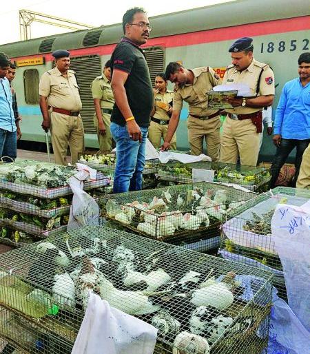 Nagpur Railway Station: Cruelty transport of bird poultry in cage | नागपूर रेल्वेस्थानक : पिंजऱ्यात पक्षी कोंबून क्रूरपणे वाहतूक Nagpur Railway Station: Cruelty transport of bird poultry in cage | नागपूर रेल्वेस्थानक : पिंजऱ्यात पक्षी कोंबून क्रूरपणे वाहतूक
