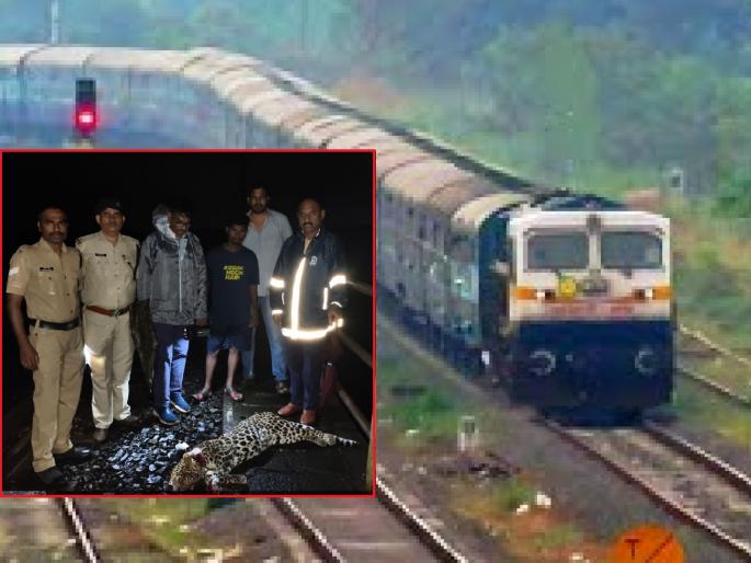 Leopard killed in Matsyagandha Express collision in Ratnagiri | रत्नागिरीत मत्स्यगंधा एक्स्प्रेसच्या धडकेत बिबट्या ठार Leopard killed in Matsyagandha Express collision in Ratnagiri | रत्नागिरीत मत्स्यगंधा एक्स्प्रेसच्या धडकेत बिबट्या ठार