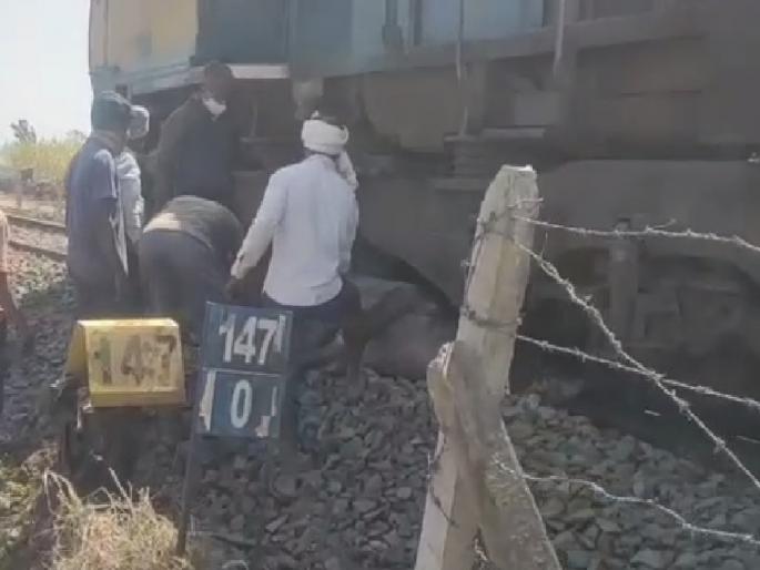Buffalo falls under freight train near Satara, one buffalo killed | साताऱ्याजवळ मालवाहू रेल्वेखाली आल्या म्हशी, एक म्हैस ठार; मृत म्हैशीला जेसीबीने काढले बाहेर Buffalo falls under freight train near Satara, one buffalo killed | साताऱ्याजवळ मालवाहू रेल्वेखाली आल्या म्हशी, एक म्हैस ठार; मृत म्हैशीला जेसीबीने काढले बाहेर