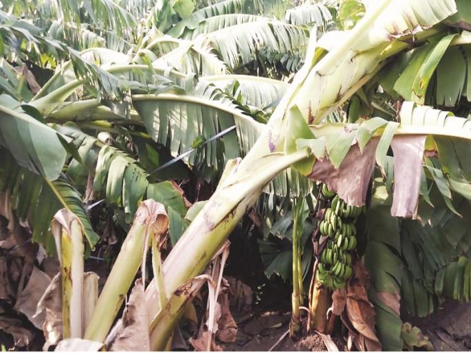 Hurricane damage in the Umari city is a major disaster | उमरी शहरात चक्रीवादळाच्या धुमाकूळाने मोठे नुकसान  Hurricane damage in the Umari city is a major disaster | उमरी शहरात चक्रीवादळाच्या धुमाकूळाने मोठे नुकसान