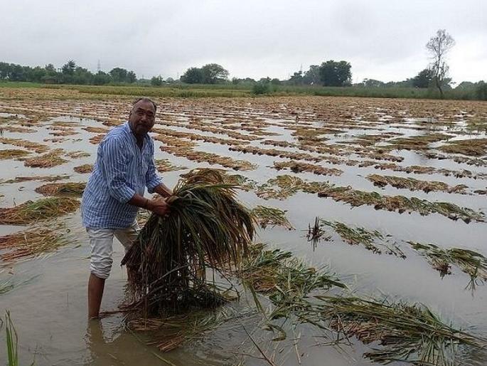 Possibility of Unseasonal Rain in Maharashtra, yellow alert for 13 districts; On which day, where will it hit... | Rain Alert: अवकाळीची शक्यता, १३ जिल्ह्यांना यलो अलर्ट; कोणत्या दिवशी, कुठे कोसळणार... Possibility of Unseasonal Rain in Maharashtra, yellow alert for 13 districts; On which day, where will it hit... | Rain Alert: अवकाळीची शक्यता, १३ जिल्ह्यांना यलो अलर्ट; कोणत्या दिवशी, कुठे कोसळणार...