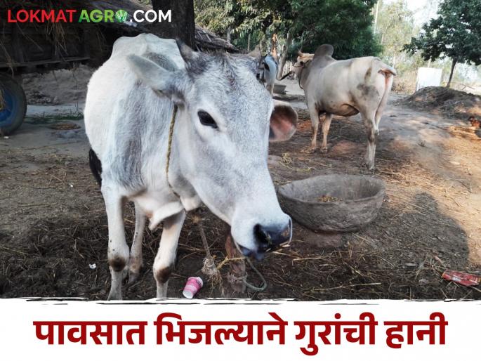Animal Care Don't let cattle get wet in the rain; Illness will bring financial loss | Animal Care नका भिजू देऊ गुरांना पावसात; आजारपणाची साथ घेऊन येईल आर्थिक हानी दारात Animal Care Don't let cattle get wet in the rain; Illness will bring financial loss | Animal Care नका भिजू देऊ गुरांना पावसात; आजारपणाची साथ घेऊन येईल आर्थिक हानी दारात