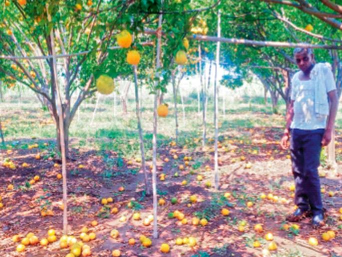 Wheat, gram were harvested and unseasonal rains caused the most damage in Nashik and Buldhana | गहू, हरभरा काढणीला आला अन् अवकाळीने दणका दिला, नाशिक, बुलढाण्यात सर्वाधिक नासाडी