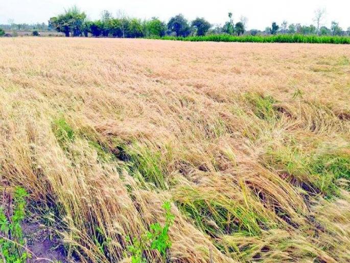 Government's directive to immediately conduct Panchnama of farmers' fields affected by unseasonal rains | अवकाळी पावसाने फटका बसलेल्या शेतकऱ्यांच्या शेताचे पंचनामे त्वरित करण्याचे शासनाचे निर्देश Government's directive to immediately conduct Panchnama of farmers' fields affected by unseasonal rains | अवकाळी पावसाने फटका बसलेल्या शेतकऱ्यांच्या शेताचे पंचनामे त्वरित करण्याचे शासनाचे निर्देश