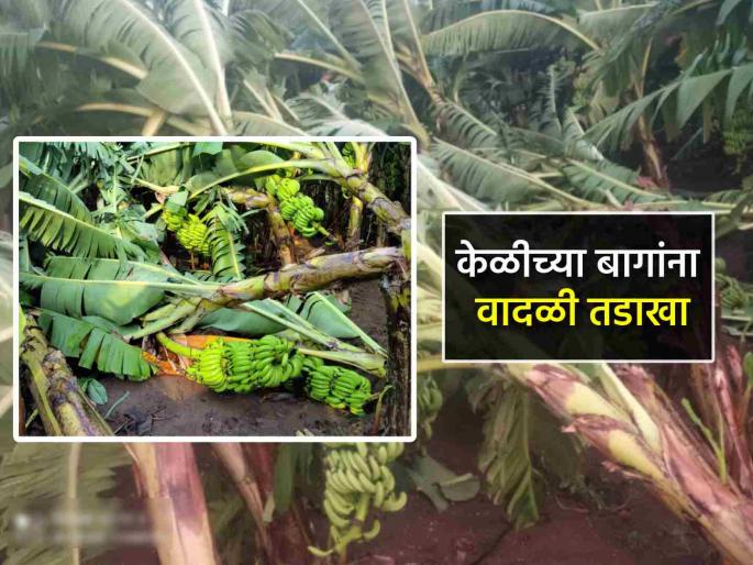 Heavy rains hit banana orchards in Jalgaon district Large trees uprooted road closed since 9 pm | जळगाव जिल्ह्यात वादळी पावसाने केळी बागांना तडाखा; मोठे वृक्ष उन्मळून पडले, रस्ता रात्री ९ पासून बंद Heavy rains hit banana orchards in Jalgaon district Large trees uprooted road closed since 9 pm | जळगाव जिल्ह्यात वादळी पावसाने केळी बागांना तडाखा; मोठे वृक्ष उन्मळून पडले, रस्ता रात्री ९ पासून बंद