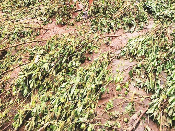 In Paithan taluka, rain damaged crops on 45,000 hectares | पैठण तालुक्यात ४५ हजार हेक्टरवरील पिकांना परतीच्या पावसाचा फटका In Paithan taluka, rain damaged crops on 45,000 hectares | पैठण तालुक्यात ४५ हजार हेक्टरवरील पिकांना परतीच्या पावसाचा फटका