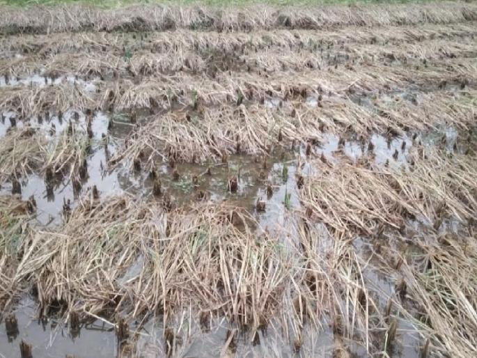 Due to rain in Sindhudurg district, how to harvest water in the fields Impact on rice production | सिंधुदुर्ग जिल्ह्यातून पाऊस हटेना; शेतात चिखल, कापणी करायची कशी?, भात उत्पादनावर होणार परिणाम Due to rain in Sindhudurg district, how to harvest water in the fields Impact on rice production | सिंधुदुर्ग जिल्ह्यातून पाऊस हटेना; शेतात चिखल, कापणी करायची कशी?, भात उत्पादनावर होणार परिणाम