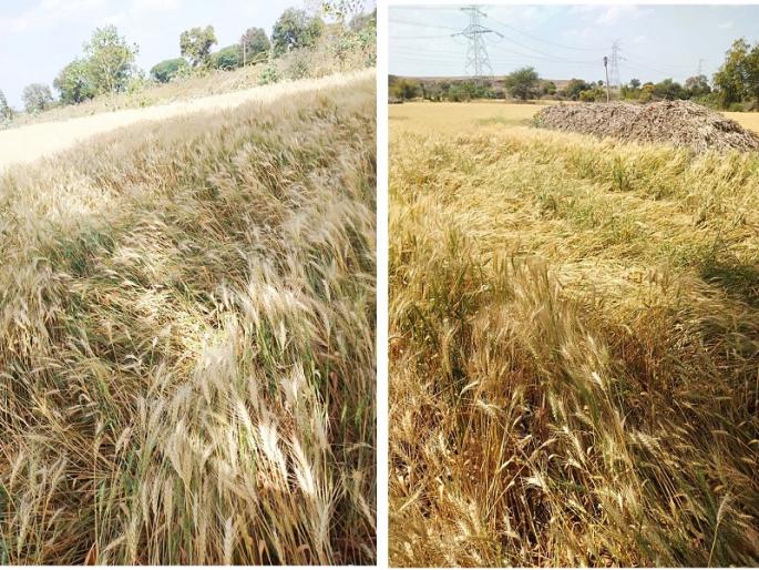 Rain with stormy winds in the Sillod Taluka; Massive loss of crops | सिल्लोड तालुक्यात वादळी वाऱ्यासह रिमझिम पाऊस; पिकांचे मोठ्या प्रमाणात नुकसान