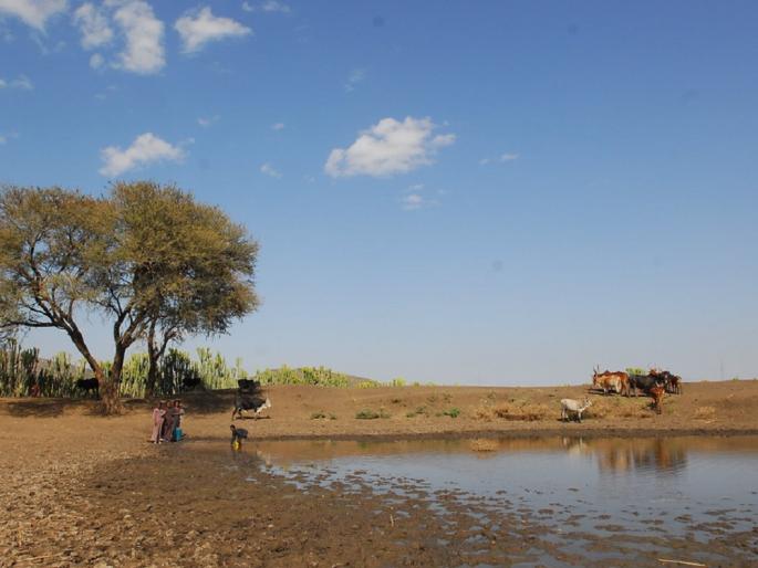 See if it rains and prepare for drought! | पाऊस पडतो का बघा अन् दुष्काळाच्या तयारीला लागा!
