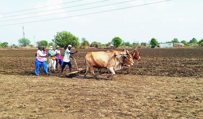 The crisis of double sowing due to rain stopped | पावसाने दडी मारल्याने दुबार पेरणीचे संकट