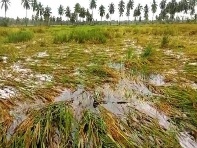 Heavy rains cause major damage to agricultural crops in Indapur taluka, farmers demand compensation | परतीच्या पावसाने इंदापूर तालुक्यातील शेती पिकांचे मोठे नुकसान, शेतकऱ्यांची नुकसानभरपाईची मागणी Heavy rains cause major damage to agricultural crops in Indapur taluka, farmers demand compensation | परतीच्या पावसाने इंदापूर तालुक्यातील शेती पिकांचे मोठे नुकसान, शेतकऱ्यांची नुकसानभरपाईची मागणी