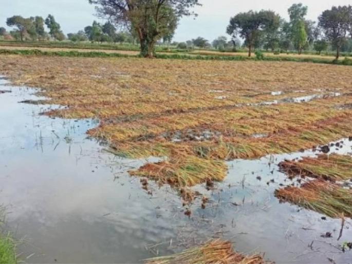 Vidarbha Marathwada Soils of cotton and maize soybeans Due to heavy rains, grain has blown in the district | कापसाच्या वाती अन् मका, साेयाबीनची माती; मुसळधार पावसामुळे जिल्ह्यात उडाली दाणादाण Vidarbha Marathwada Soils of cotton and maize soybeans Due to heavy rains, grain has blown in the district | कापसाच्या वाती अन् मका, साेयाबीनची माती; मुसळधार पावसामुळे जिल्ह्यात उडाली दाणादाण