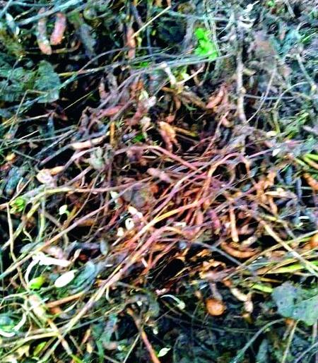 Soyabean, cotton sprouted seeds: When will the panchanama of damaged? | सोयाबीन, कापसाला फुटले अंकुर :  नुकसानीचे पंचनामे करणार कधी? Soyabean, cotton sprouted seeds: When will the panchanama of damaged? | सोयाबीन, कापसाला फुटले अंकुर :  नुकसानीचे पंचनामे करणार कधी?