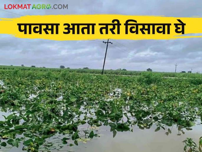 Crop Damage : Heavy damage to kharif crops due to return rains | Crop Damage : परतीच्या पावसाने खरीप पिकांचे मोठे नुकसान; शेतकऱ्यांच्या डोळ्यात पाणी Crop Damage : Heavy damage to kharif crops due to return rains | Crop Damage : परतीच्या पावसाने खरीप पिकांचे मोठे नुकसान; शेतकऱ्यांच्या डोळ्यात पाणी