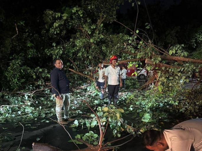 Unseasonal rains in Panvel; 16 trees uprooted, wedding season also affected | पनवेलमध्ये अवेळी पावसाचा रुद्रावतार; १६ झाडे उन्मळुन कोसळली, लग्नसराईवर देखील पडसाद